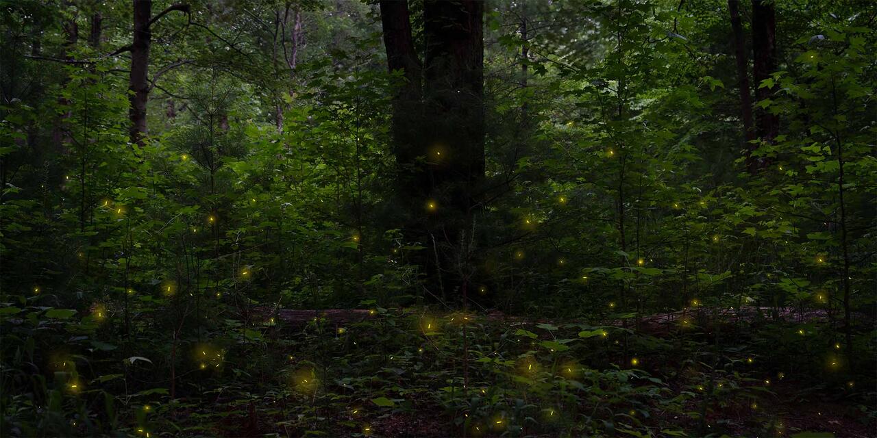 Nature's Luminous Dance print