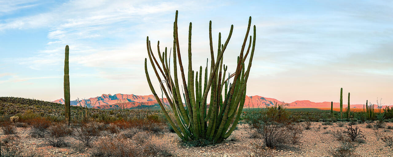 Whispering Cactus of Solace print
