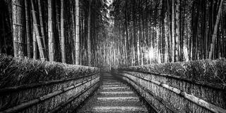 Stone steps ascend through a bamboo forest corridor flanked by wooden fences and dry grass hedgerows, with a bright sunburst piercing through the bamboo canopy.