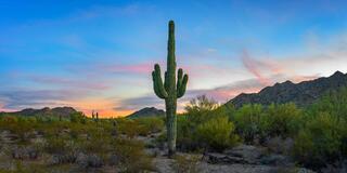 ine art landscape photograph of a solitary saguaro cactus standing in the Sonoran Desert at twilight, with a soft blue, pink, and amber sky.