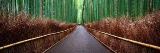 Path through the Arashiyama bamboo grove, Kyoto, Japan, between tall green bamboo and low bamboo rails, a single bare tree among the stalks.