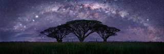 Panoramic night landscape showing three silhouetted trees in an open field, perfectly aligned beneath a glowing Milky Way arching across a star filled sky in Ro