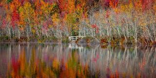 Autumn hardwoods and birch trunks at peak color reflected in still water with a small white footbridge in the treeline, Beaver Lake Nature Center, New York.
