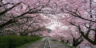 Abandoned railway tracks disappear into a tunnel of pink cherry blossom trees in full bloom on an overcast morning with green hedgerows lining the path below.