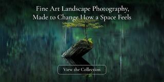 home-banner-quiet-persist Fine Art Landscape Photography, Made to Change How a Space Feels. A small tree growing from a fallen log in a still, green forest lake