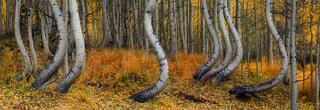 A stand of aspens with curved white trunks bending in the same direction, with autumn grasses and fallen yellow leaves on the forest floor, near Telluride CO.