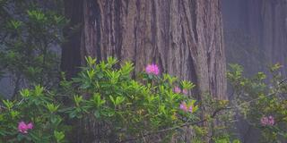 Pink Pacific rhododendron blooms in front of a fog-shrouded coast redwood trunk, Jedediah Smith Redwoods State Park, California.