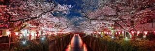 Cherry blossoms lit at night above the Meguro River with paper lanterns along both banks, Nakameguro, Tokyo.