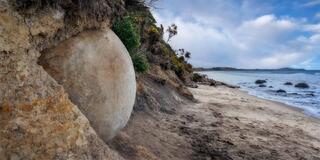 A large spherical Moeraki boulder still embedded in the mudstone cliff above Koekohe Beach, with more boulders in the surf beyond, Otago, New Zealand.
