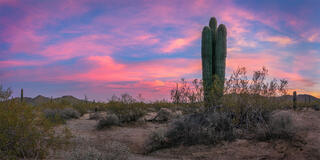 A serene Sonoran Desert landscape bathed in pastel hues, where towering saguaros stand sentinel against a captivating sunset sky.