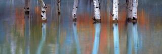 Aspen tree trunks standing in calm, shallow water, with soft autumn colors reflected and blurred across the surface, creating a serene and contemplative scene.