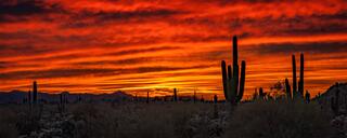 Saguaro cactus silhouetted against a red and orange Usery Mountain Regional Park sunset with mountains along the horizon, Arizona.