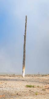 A single dead lodgepole pine with a white silica-stained base standing on open geothermal flats, Yellowstone National Park, Wyoming.