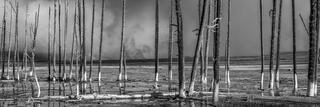 A stand of bleached dead lodgepole pines standing in shallow water on a Yellowstone geothermal flat with steam rising behind, black and white, Wyoming.