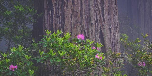 Beauty in the Forest