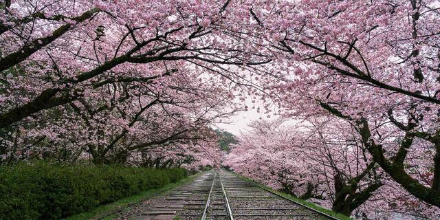 Abandoned railway tracks disappear into a tunnel of pink cherry blossom trees in full bloom on an overcast morning with green hedgerows lining the path below.