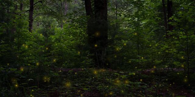 The image depicts a serene forest at dusk, illuminated by the soft glow of numerous fireflies scattered among the dense foliage.