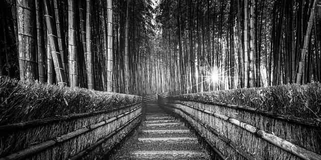 Stone steps ascend through a bamboo forest corridor flanked by wooden fences and dry grass hedgerows, with a bright sunburst piercing through the bamboo canopy.