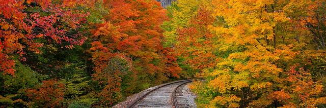 A curving railroad track through a stand of maples at peak red, orange, and gold fall color, Crawford Notch, White Mountains, New Hampshire.