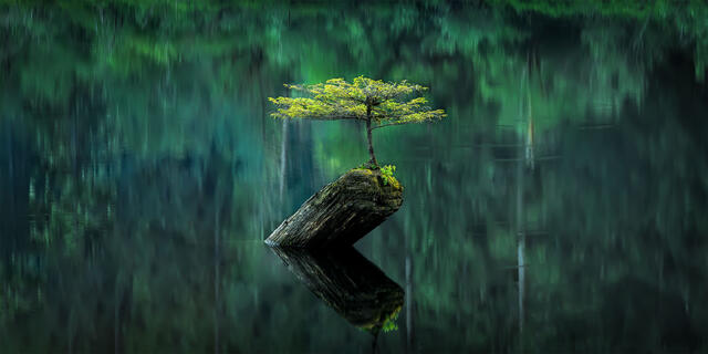 The Fairy Lake bonsai tree, a small Douglas fir growing on a weathered log, reflected in the still green water of Fairy Lake, Vancouver Island.