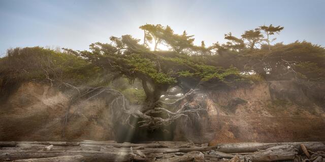 The Kalaloch Tree of Life, a Sitka spruce with exposed roots bridging an eroded cave, backlit at the beach, Olympic National Park, Washington.
