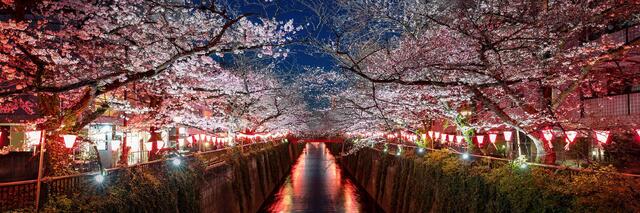 Cherry blossoms lit at night above the Meguro River with paper lanterns along both banks, Nakameguro, Tokyo.