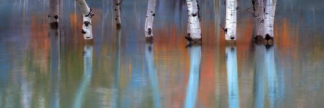 Aspen tree trunks standing in calm, shallow water, with soft autumn colors reflected and blurred across the surface, creating a serene and contemplative scene.