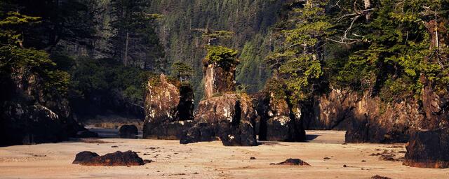 Forested sea stacks on the tidal flat at San Josef Bay with old growth rainforest behind, Cape Scott Provincial Park, Vancouver Island.