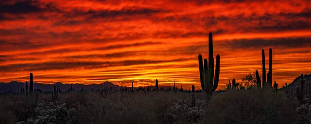 Saguaro cactus silhouetted against a red and orange Usery Mountain Regional Park sunset with mountains along the horizon, Arizona.