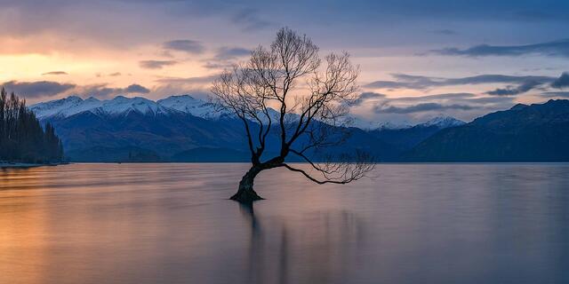 A lone willow standing in the still water of Lake Wanaka at dawn with snow-covered mountains behind, Otago, New Zealand.