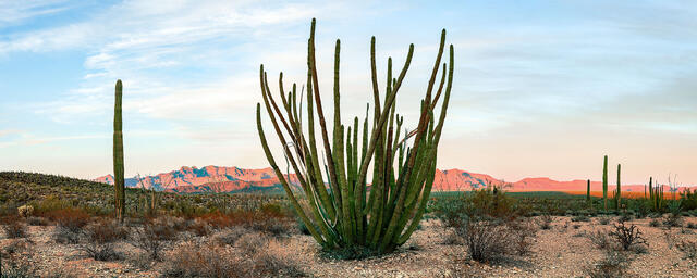 A majestic organ pipe cactus stands tall amidst the vast Arizona desert landscape, bathed in the golden hues of the setting sun.