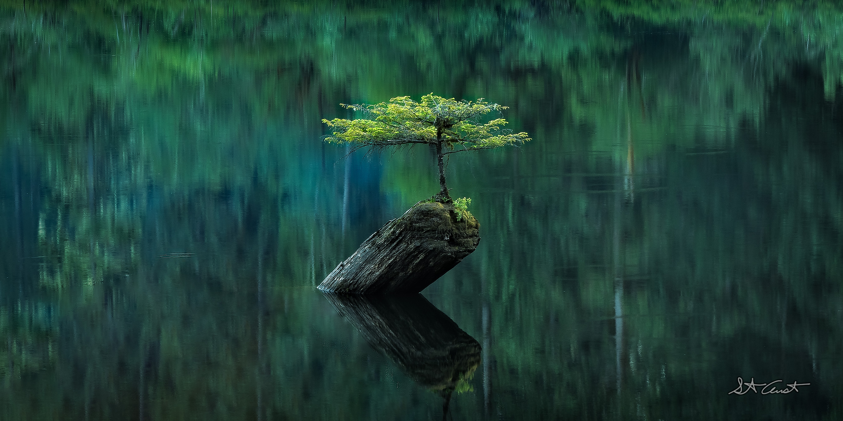 Single pine tree growing out of a log in the middle of a lake with green forest reflections.