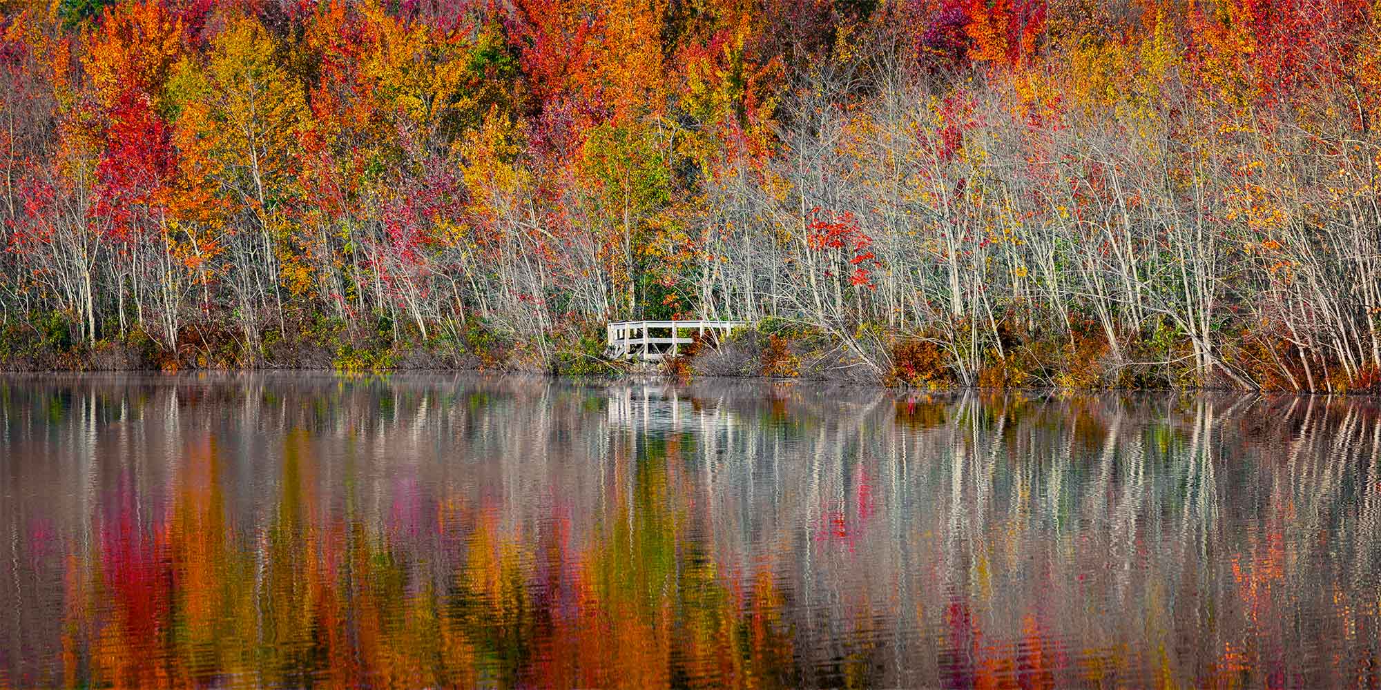 ARTIST’S STORY I was walking the edge of the lake when I first noticed it. Not the color, though the color was impossible to ignore, that extraordinary wall of red and orange and gold pressing against the water's edge with the white birch trunks standing among it like brushstrokes in a painting that had not yet decided it was finished. What stopped me was something smaller and quieter. A footbridge, tucked into the treeline across the water, barely visible through the autumn chaos surrounding it. I kept walking. I kept watching. The morning light was moving across the scene with the particular deliberateness of early autumn, finding the colors one by one and bringing them forward, deepening the reds, warming the golds, turning the white birch trunks into luminous verticals against the burning forest behind them. The footbridge caught the light and held it, a small white anchor in the middle of all that seasonal extravagance. And then the wind stopped. It happens that way sometimes, as if the landscape itself decides that the moment has arrived and quiets everything that might interfere with it. The water, which had been carrying the faintest ripple, went still. And the entire scene, the treeline, the birches, the colors, the footbridge and its quiet light, dropped into the lake below as a perfect second version of itself. Painted once by autumn and once by water. The research on attention restoration tells us that environments with high complexity and coherence, places where there is much to see but everything belongs together, produce the deepest and most sustained states of psychological restoration. This lake on this morning was exactly that. The eye could travel endlessly across the color and the reflection and the interplay of bare trunk and full canopy without ever feeling overwhelmed or lost. Everything was exactly where it should be. I stood there for a long time after I took the shot. Not reviewing the image or planning the next one. Simply standing at the edge of the water, watching the reflection hold its stillness, grateful for the wind that had decided, at exactly the right moment, to rest. Autumn Stillness is an invitation to find your own moment when the wind stops and the water goes quiet and everything that was scattered and restless in you settles, just for a moment, into something that looks a great deal like peace. Limited Fine Art Edition Each image is released in limited editions, with edition size set by presentation and scale, so the most substantial works remain the most rare.