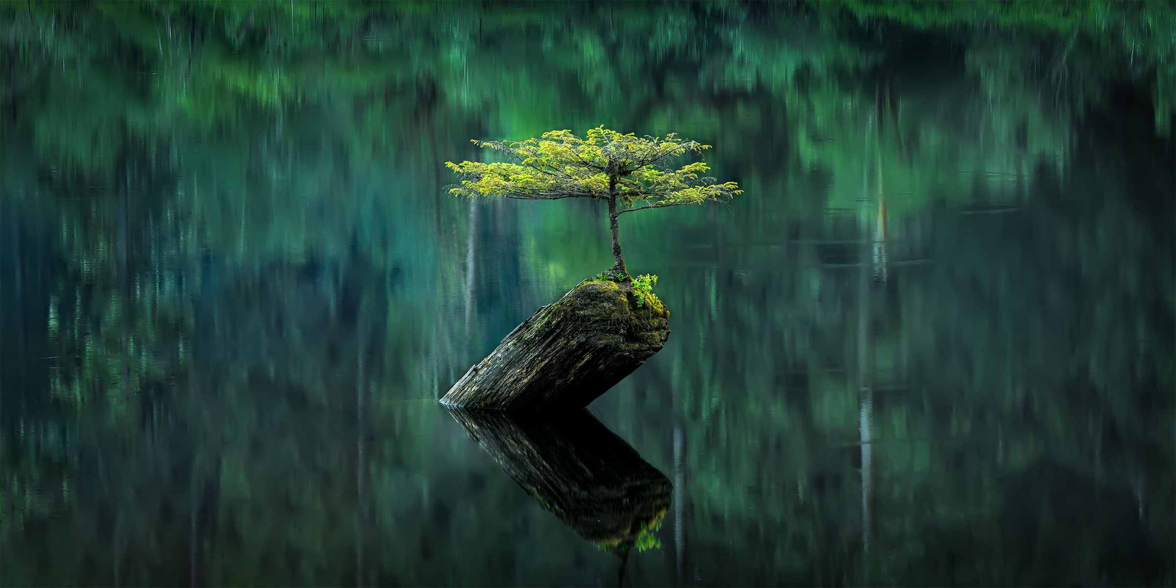 Single pine tree growing out of a log in the middle of a lake with green forest reflections.