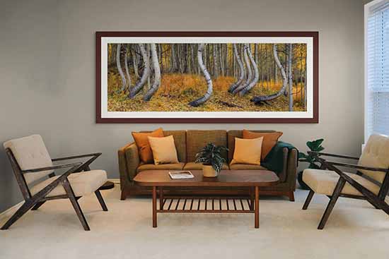 A framed panoramic print of curved aspen trunks in autumn hanging above a brown sofa in a living room with two armchairs and a wooden coffee table.