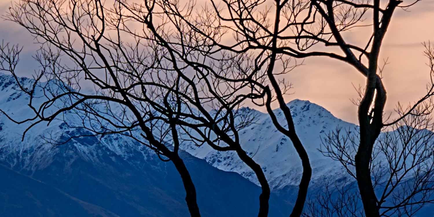 Detail at full resolution showing the willow's fine branch structure in silhouette, with individual twigs separating against the snow line of the mountains behind.