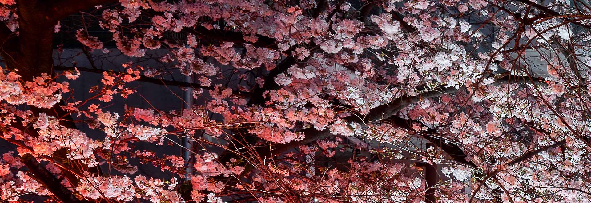 Detail of the lantern lit cherry canopy, with blossoms rendered coral where the light reaches them and pale where it does not.