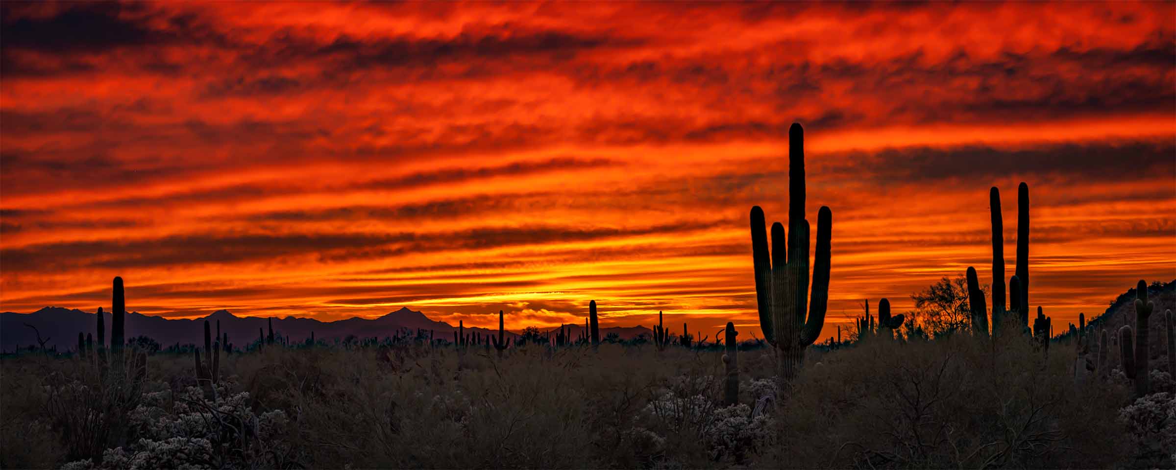 Sonoran Fire ARTIST’S STORY After twenty years of photographing the Sonoran Desert I thought I knew what an Arizona sunset could do. I had seen hundreds of them, stood in the desert heat as the sky cycled through its evening palette, watched the saguaros go from green to gold to silhouette against the fading light. I knew the rhythms. I knew the patterns. I thought I had a reasonable sense of what was possible. This evening changed that. I had no particular expectation when I set up that night. The conditions looked promising but they always look promising in the Sonoran Desert in the right season. What I was not prepared for was the moment the sky simply decided to abandon all restraint. The clouds caught the last light and held it, amplified it, stretched it across the entire horizon in bands of deep crimson and molten gold that moved and shifted and deepened for what felt like an impossible amount of time. Some sunsets give you two minutes. This one gave and gave and gave, as if the desert itself was putting on a performance it had been rehearsing all year. Living in Arizona means living in a place that regularly produces beauty on a scale that stops conversation and empties the mind of everything except the immediate and overwhelming fact of what is in front of you. The saguaros know this. They have been standing in this desert for centuries, witnessing ten thousand sunsets, arms raised not in surrender but in something closer to perpetual celebration. On this evening they were the perfect audience, dark and still and utterly present against a sky that had caught fire from one edge of the world to the other. This is what the Sonoran Desert does when it decides to remind you why you live here. It does not whisper. It does not suggest. It ignites. The research on awe and psychological restoration tells us that experiences of vast natural beauty produce measurable reductions in stress and a profound expansion of perspective. What the research cannot fully capture is what it feels like to stand in the desert as the sky burns above you and realize, with complete certainty, that whatever you were worried about an hour ago has been temporarily and mercifully incinerated along with everything else. Sonoran Fire is for anyone who has ever stood under an Arizona sky and felt, just for a moment, that the world was exactly as it should be. Limited Fine Art Edition Each image is released in limited editions, with edition size set by presentation and scale, so the most substantial works remain the most rare.